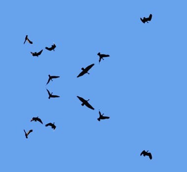 Vultures flying over carcass. Blue sky background