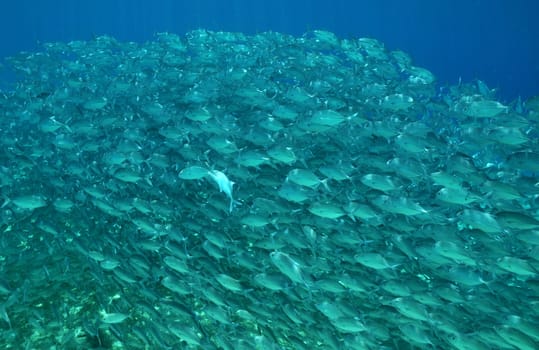 School of mackerel in Palawan / Philippines