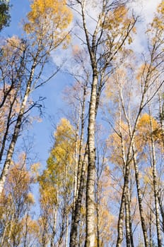 Birch forest in autumn.  View from the bottom up