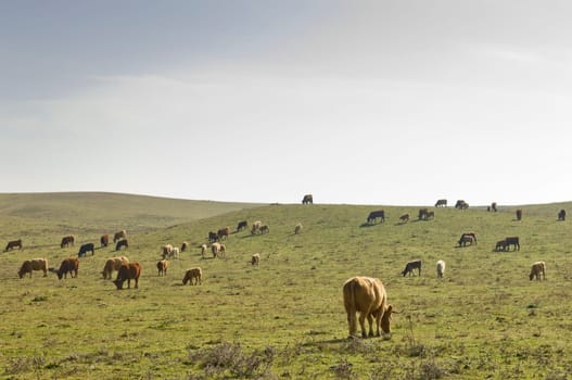 Herd of cows in the fields of Alentejo, Portugal