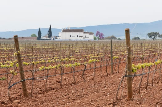 Spring bud break in the vineyards of Borba, Alentejo, Portugal