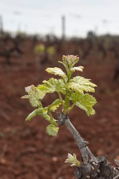 Spring bud break in the vineyards of Borba, Alentejo, Portugal