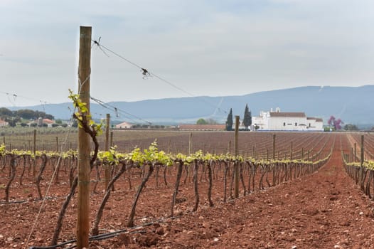 Spring bud break in the vineyards of Borba, Alentejo, Portugal