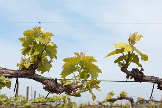 Spring bud break in the vineyards of Borba, Alentejo, Portugal