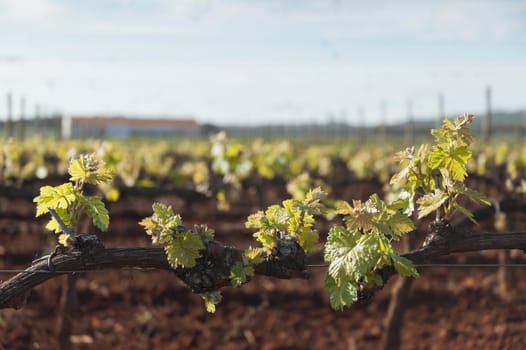 Spring bud break in the vineyards of Borba, Alentejo, Portugal