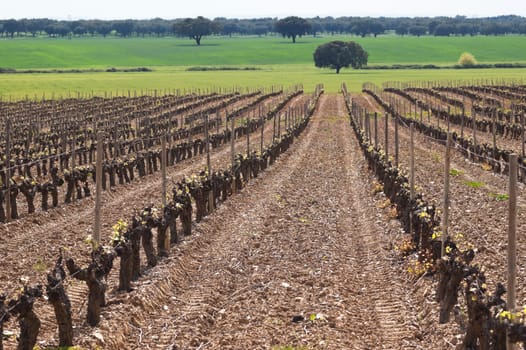 Spring bud break in the vineyards of Borba, Alentejo, Portugal