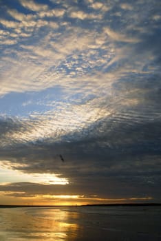 Golden sunset under a dramatic cloudy sky with sea gull in movement. Montevideo seashore, Uruguay