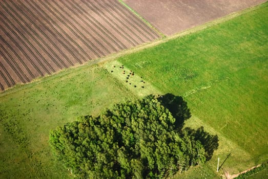 Aerial view over the early spring green fields in Uruguay.
