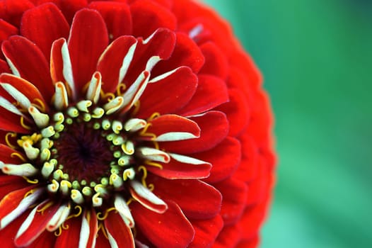 Die makro Nahaufnahme der roten Blüte einer Zinnie.