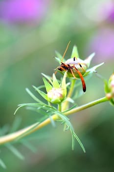 A parasitic wasp shimmys over a flower bud.