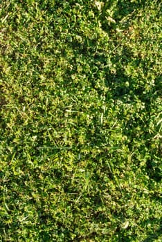 Green grass and clovers texture background