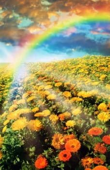Multicolored flower meadow and rainbow landscape.