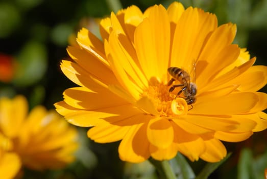 Bee on a orange flower. Close-up shot.