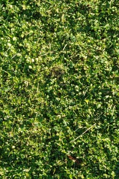 Clovers and green grass texture background