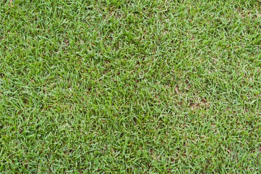Green grass golf club for the background.