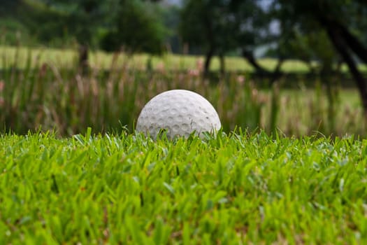 Golf Ball on Green grass, golf course.