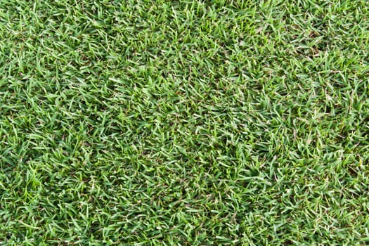 Green grass golf club for the background.