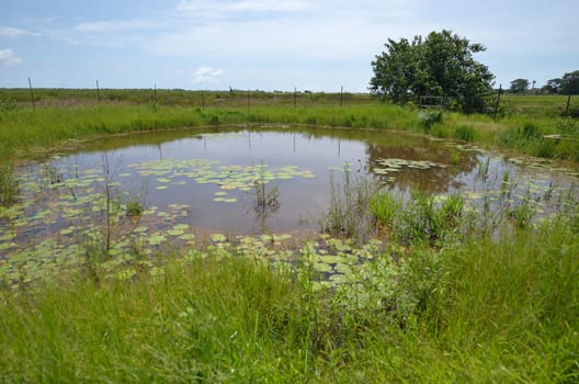 pond with the aquatic plants in Senegal