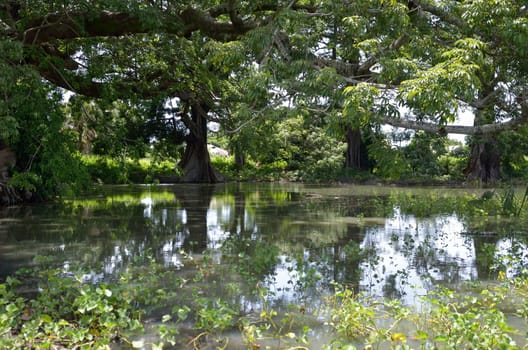 lake with reflexes of a plant in Africa