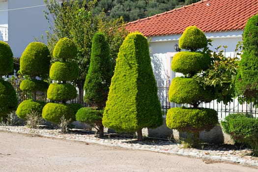 plant