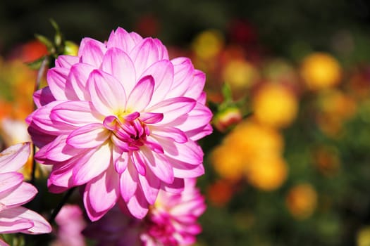 colorful dahlia blossom
