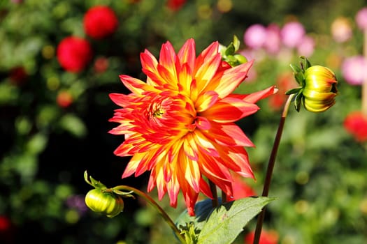 colorful dahlia blossom