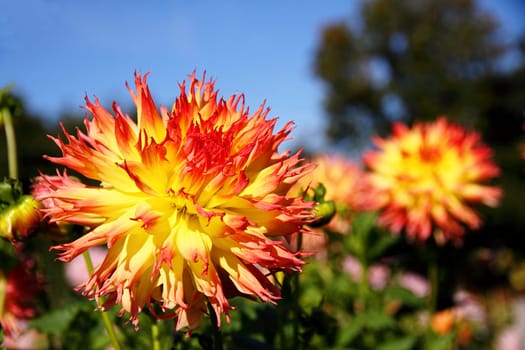 colorful dahlia blossom