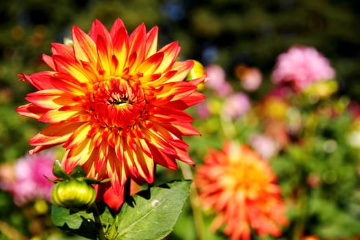 colorful dahlia blossom