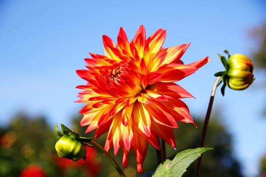colorful dahlia blossom