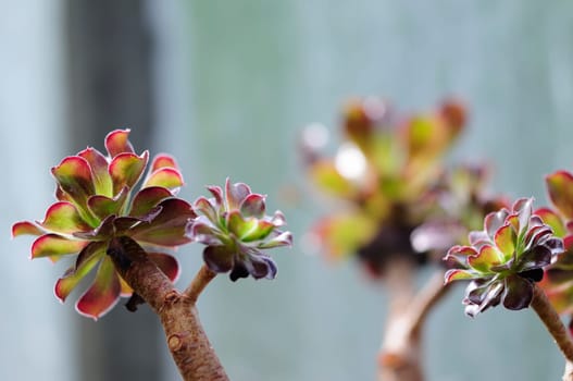 Aeonium