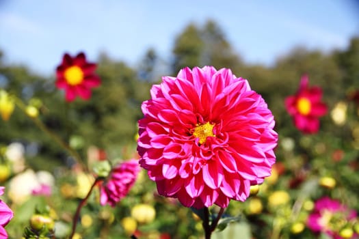 colorful dahlia blossom