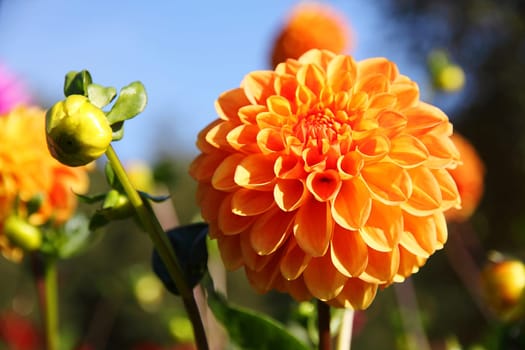 colorful dahlia blossom