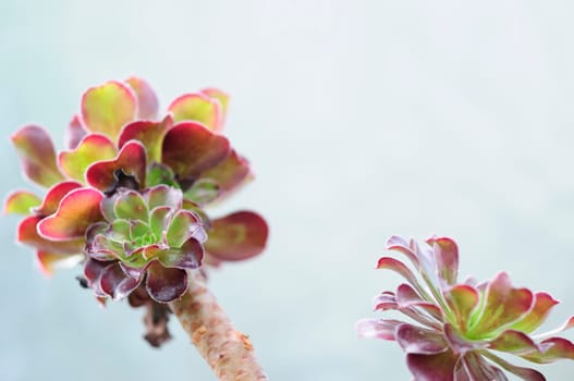 Aeonium