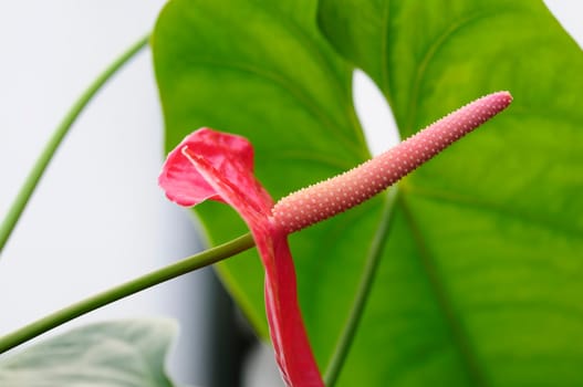 Flamingo Flowers