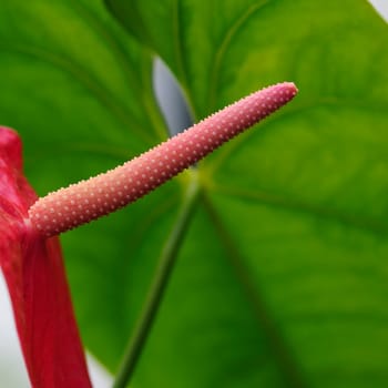 Flamingo Flowers