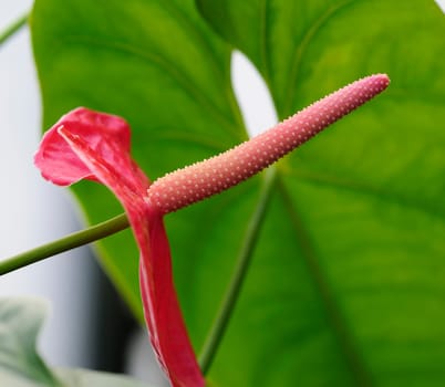 Flamingo Flowers
