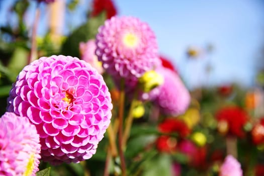 colorful dahlia blossom
