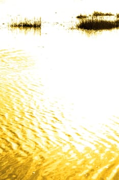 a rippled water surface with rushes at sunset