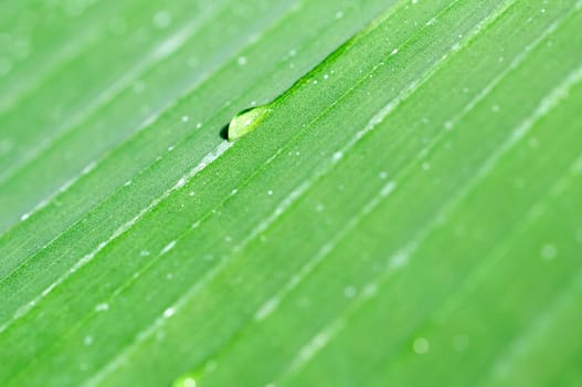 Banana leaf drops
