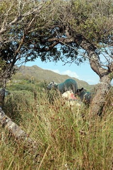scenic view in kerry ireland of sheep among trees with mountains