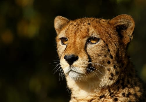 Cheetah portrait