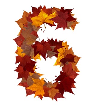 Number 6 made with autumn leaves isolated on white with clipping path. So you can easily cut it out and place over the top of a design. Find others symbols in our portfolio to compose your own words.