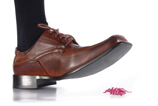 male foot in brown shoe almost treading a spider on white background