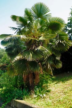 Palm tree