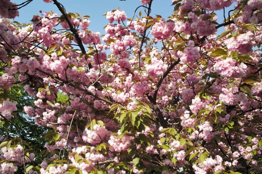 A beautiful spring day