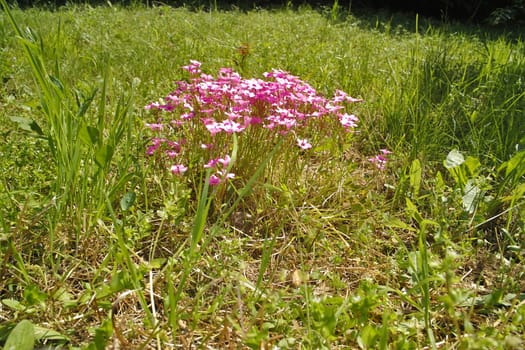 One beautiful spring day
