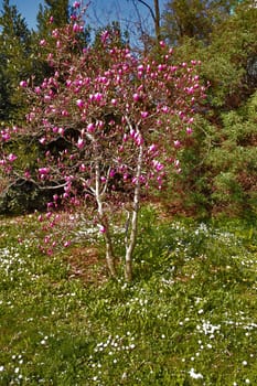 A beautiful spring day