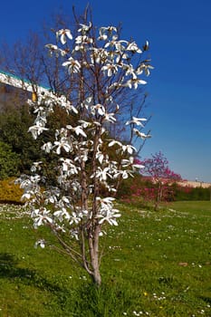 A beautiful spring day