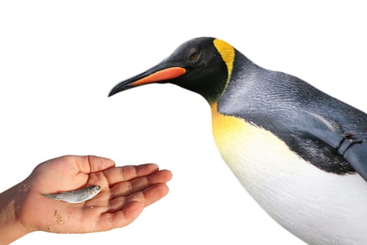 Child feeding penguin