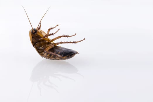 Close up of cockroach isolated over white